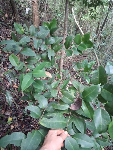 Eugenia pseudopsidium, photograph 1