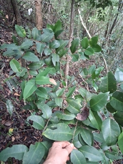 Eugenia pseudopsidium