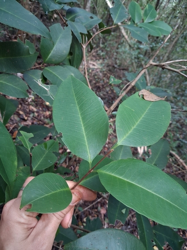 Eugenia pseudopsidium, photograph 2
