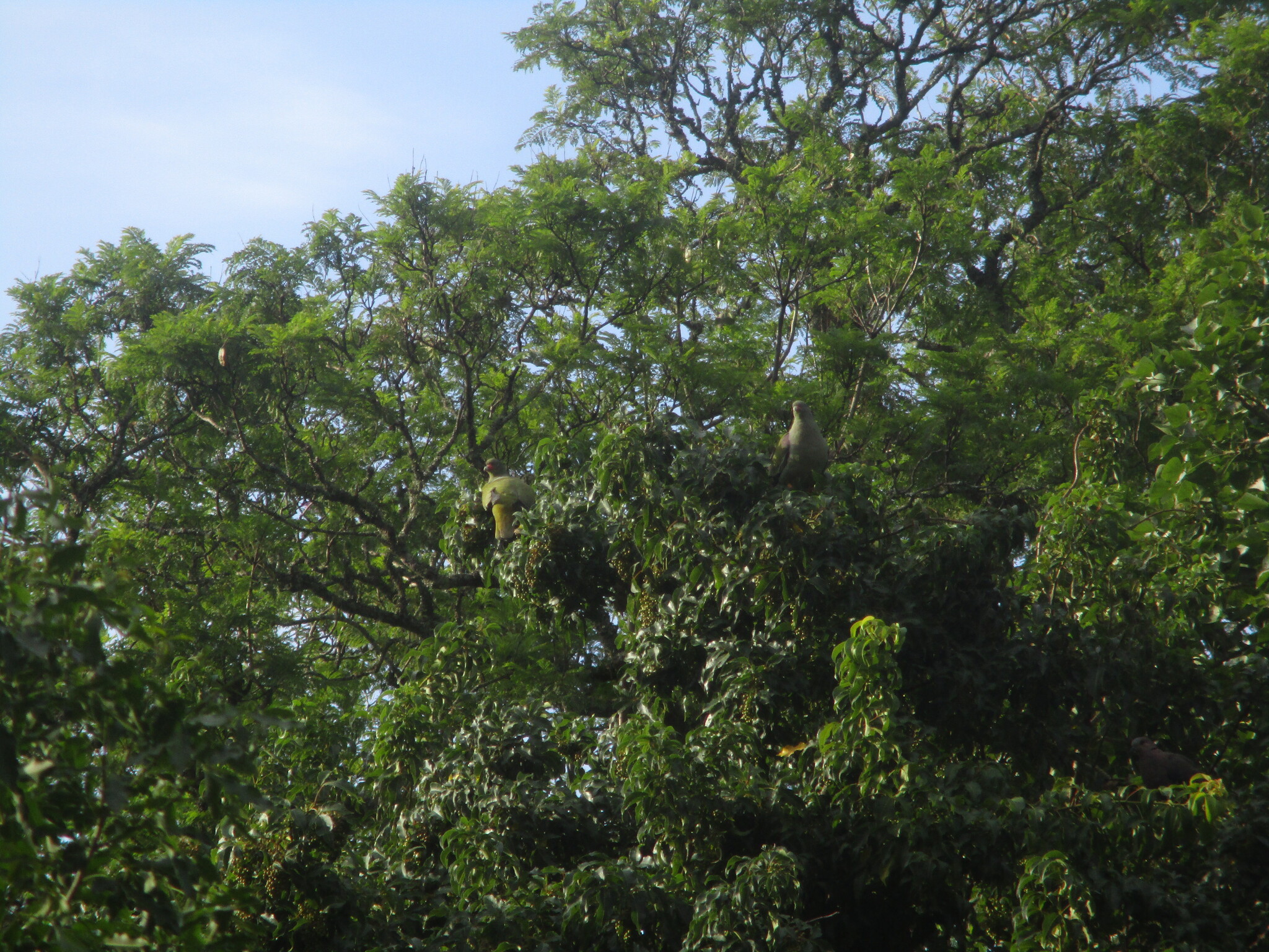 African Green Pigeon (Treron calvus), photo 5