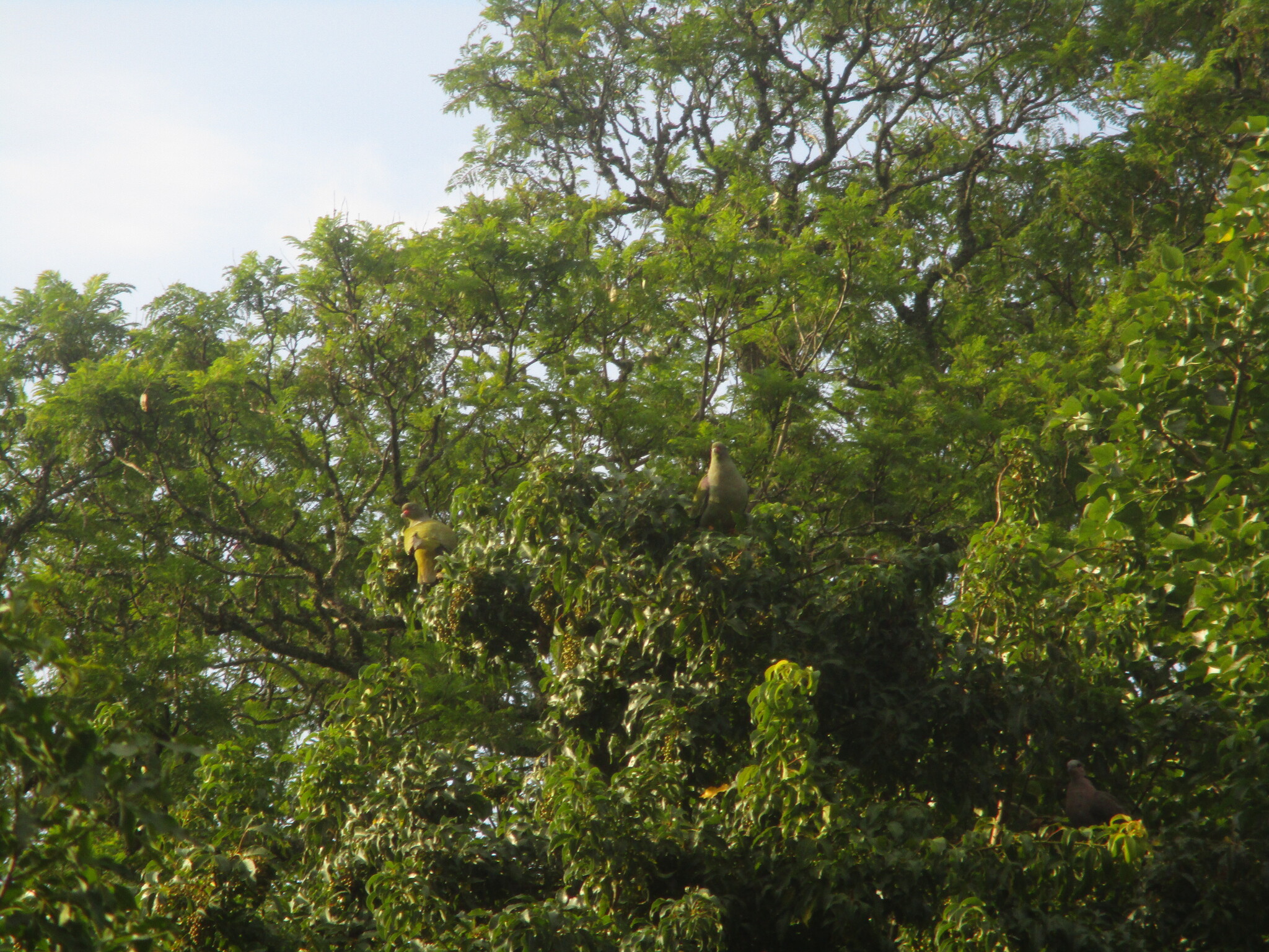 African Green Pigeon (Treron calvus), photo 4