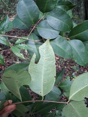 Eugenia pseudopsidium, photograph (c) Kurt Miller, some rights reserved (CC BY-SA)