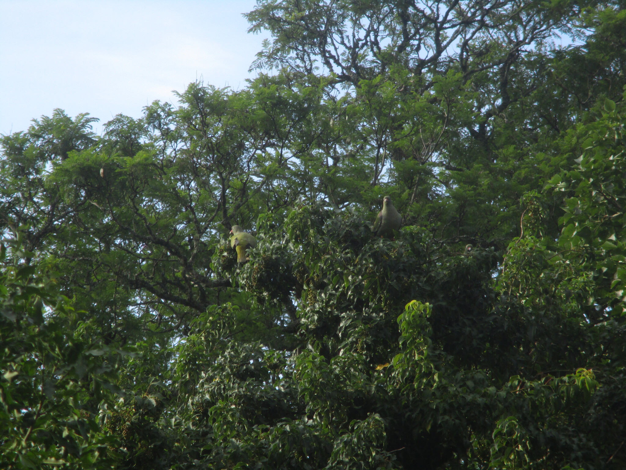 African Green Pigeon (Treron calvus), photo 6