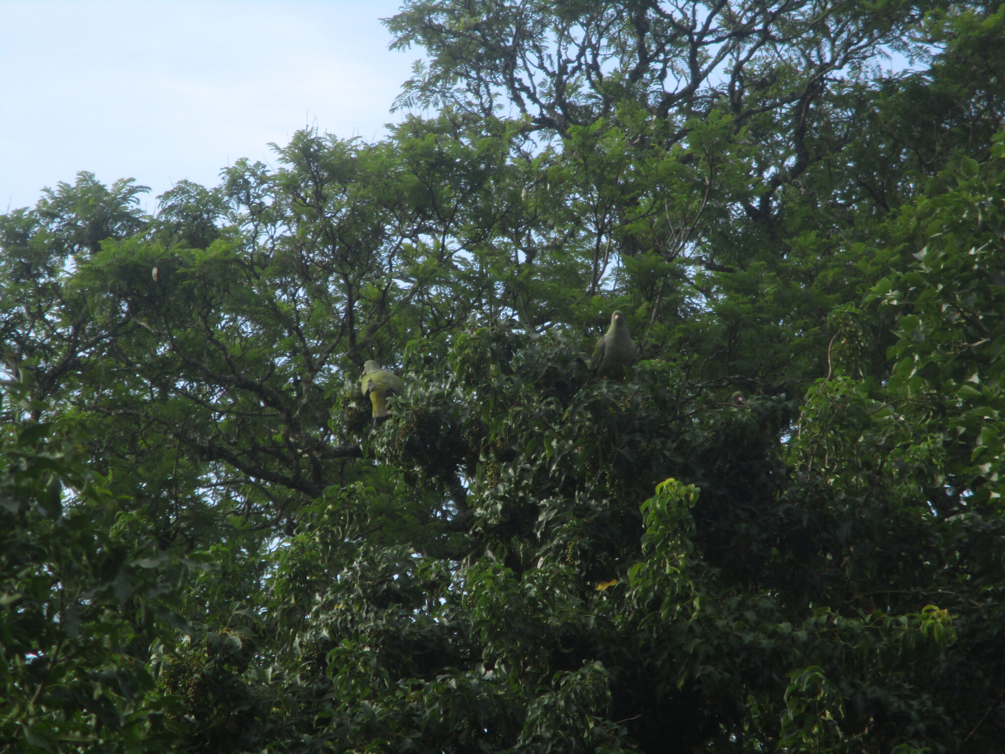 African Green Pigeon (Treron calvus), photo 7