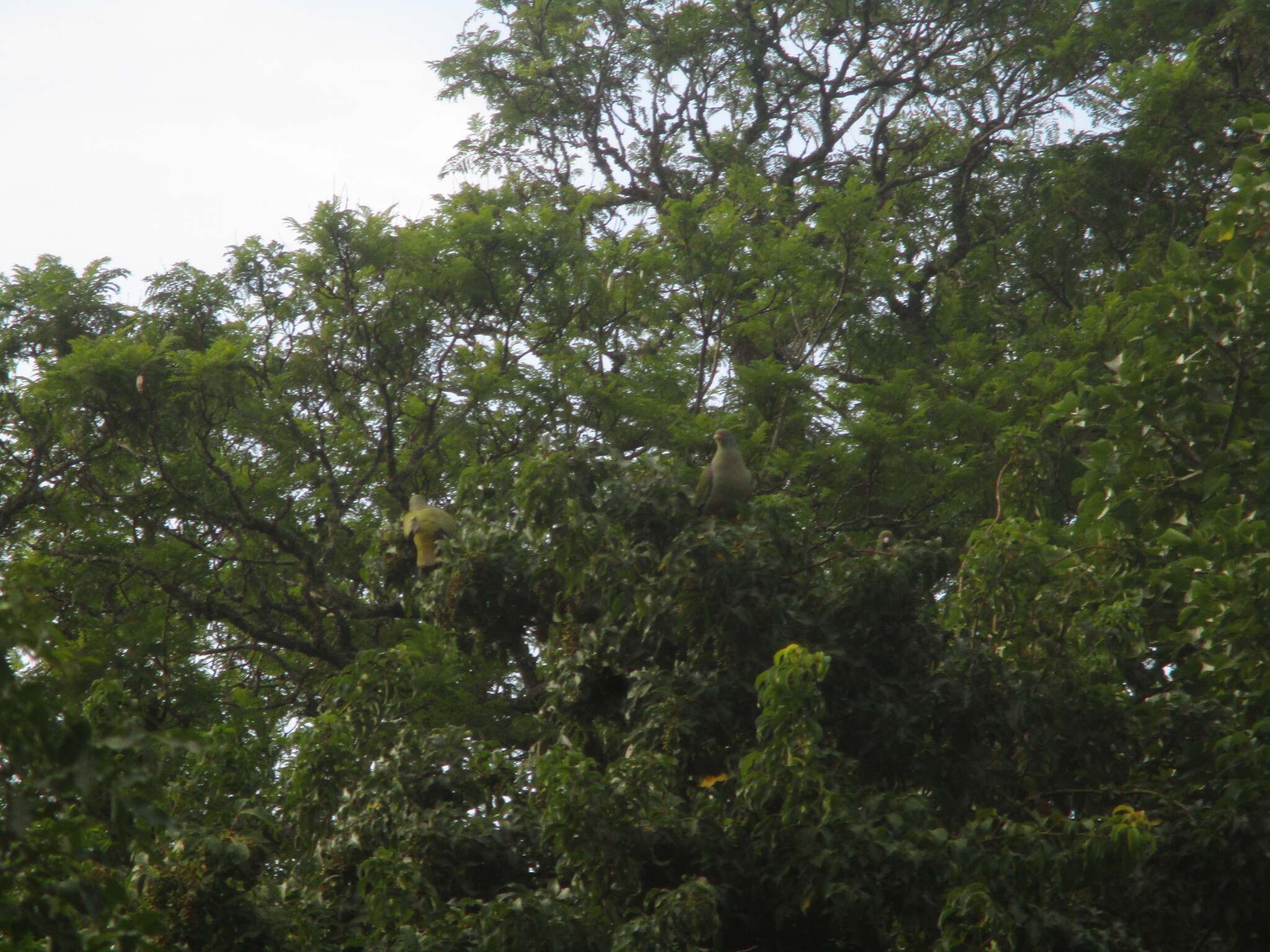 African Green Pigeon (Treron calvus), photo 8