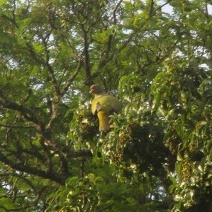 African Green Pigeon (Treron calvus), photo 9