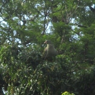 African Green Pigeon (Treron calvus), photo 3