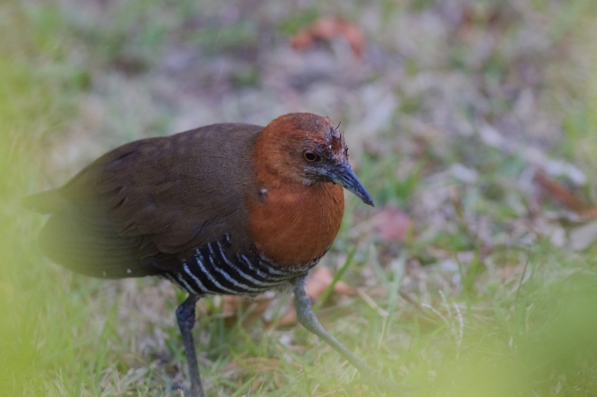 Slaty-legged Crake (Rallina eurizonoides), photo 2