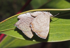 Paralucia pyrodiscus