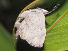 Paralucia pyrodiscus