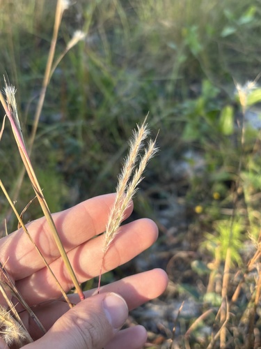 Firegrass (Anatherum cabanisii)