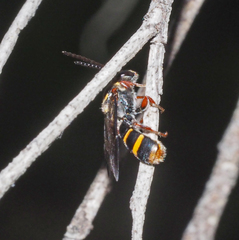 Lasioglossum peraustrale