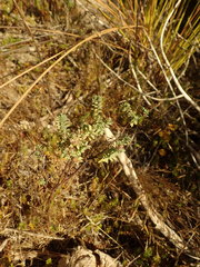 Pimelea orthia