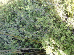 Pimelea orthia