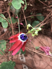 Passiflora edmundoi