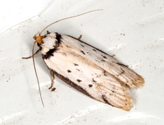 Philobota thiocrossa