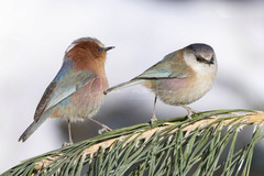 Crested Tit-Warbler photo 2