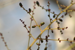 Comocladia macrophylla