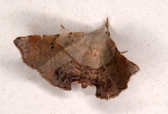 Esthlodora versicolor