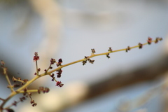 Comocladia macrophylla