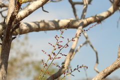 Comocladia macrophylla