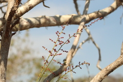 Comocladia macrophylla