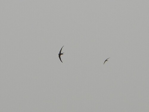 African Palm Swift
