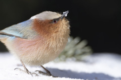 Crested Tit-Warbler photo 1