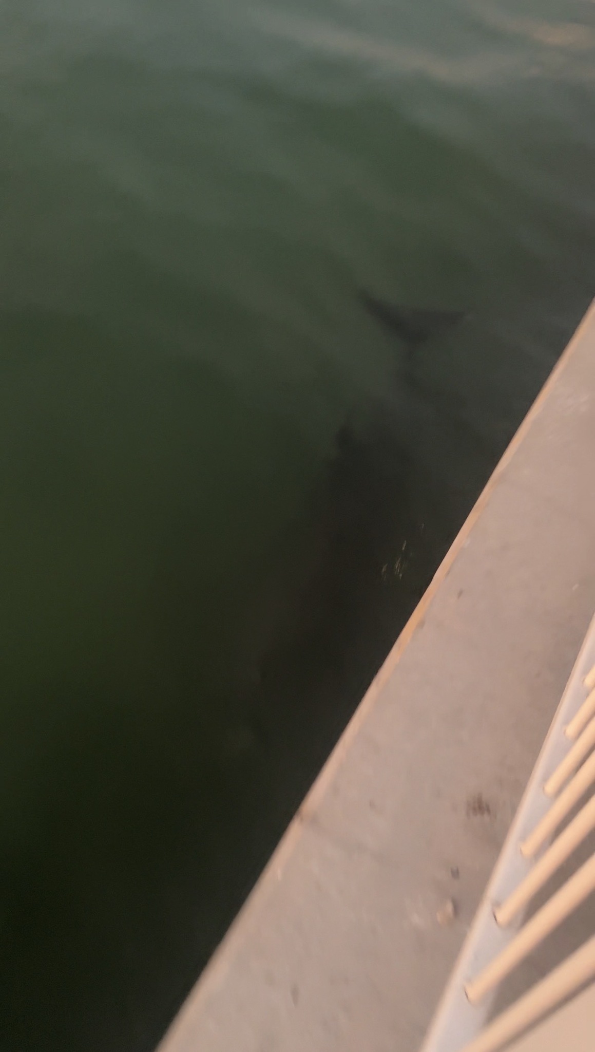 Tursiops truncatus