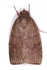 Austrocarea iocephala
