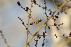 Comocladia macrophylla