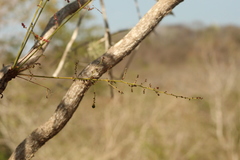 Comocladia macrophylla