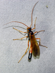 Opheltes glaucopterus barberi