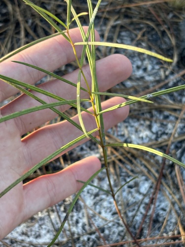 Florida milkweed (Asclepias feayi)