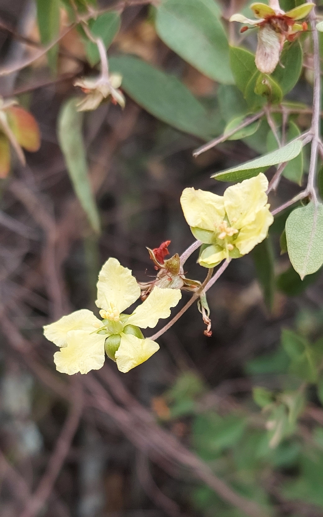 Imagem de Sphedamnocarpus pruriens