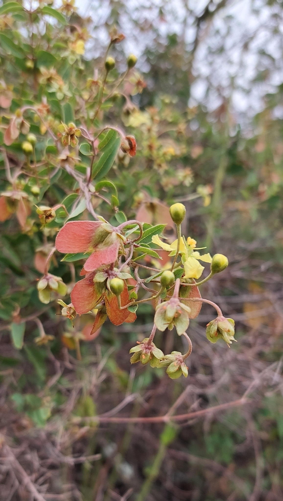 Imagem de Sphedamnocarpus pruriens