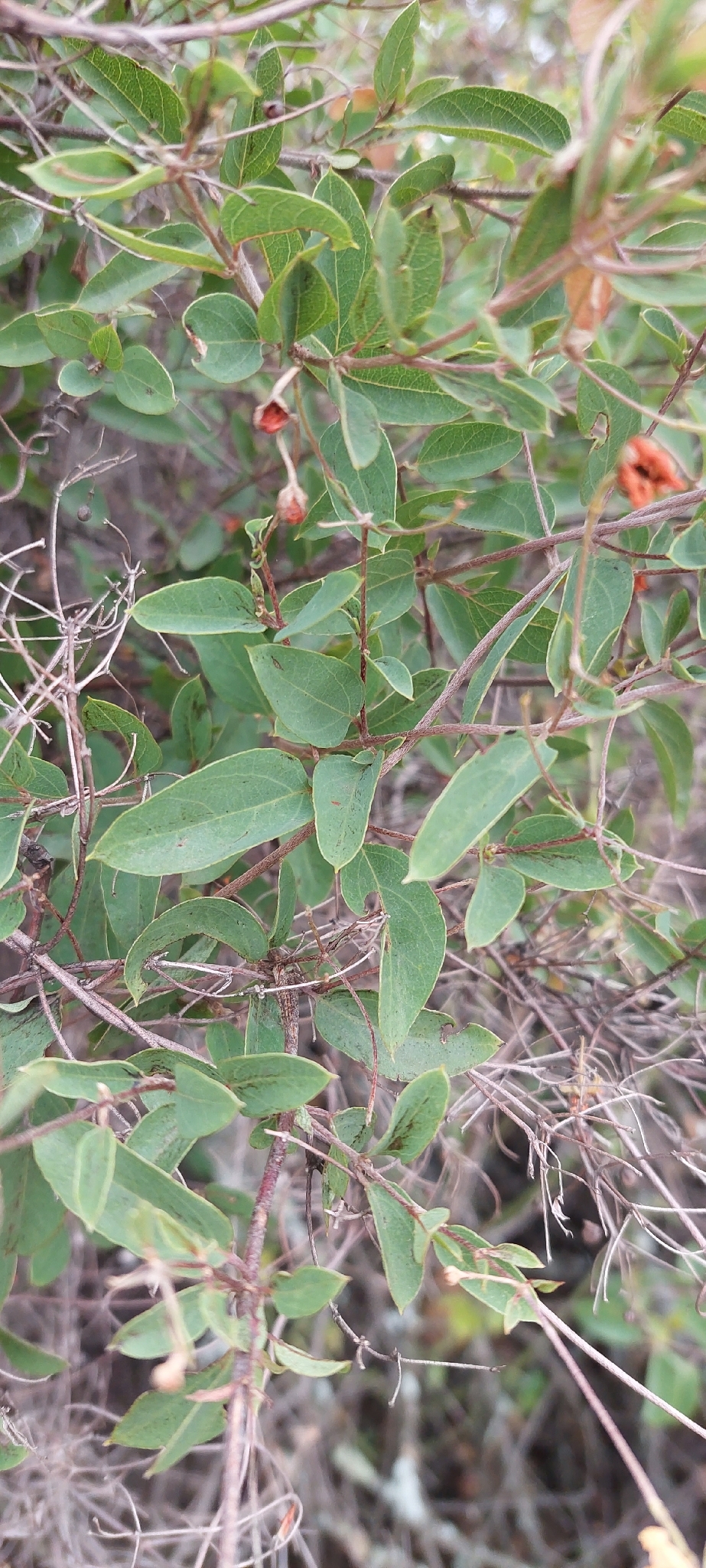 Imagem de Sphedamnocarpus pruriens