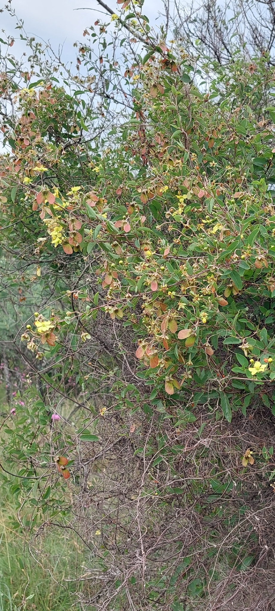 Imagem de Sphedamnocarpus pruriens