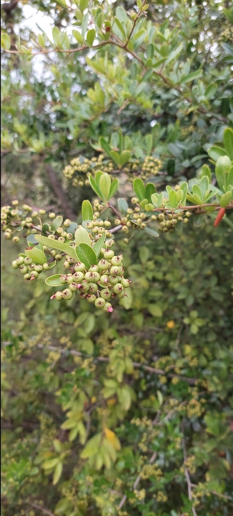 Foto de Piracanta