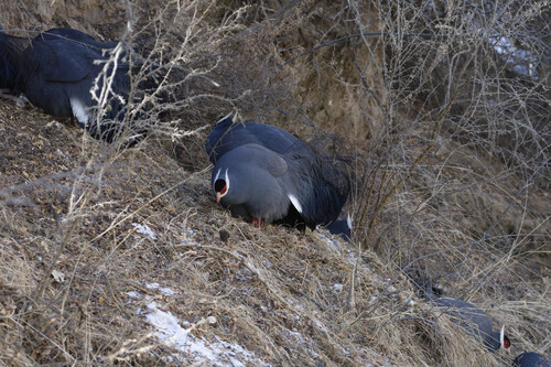 Blue Eared-Pheasant