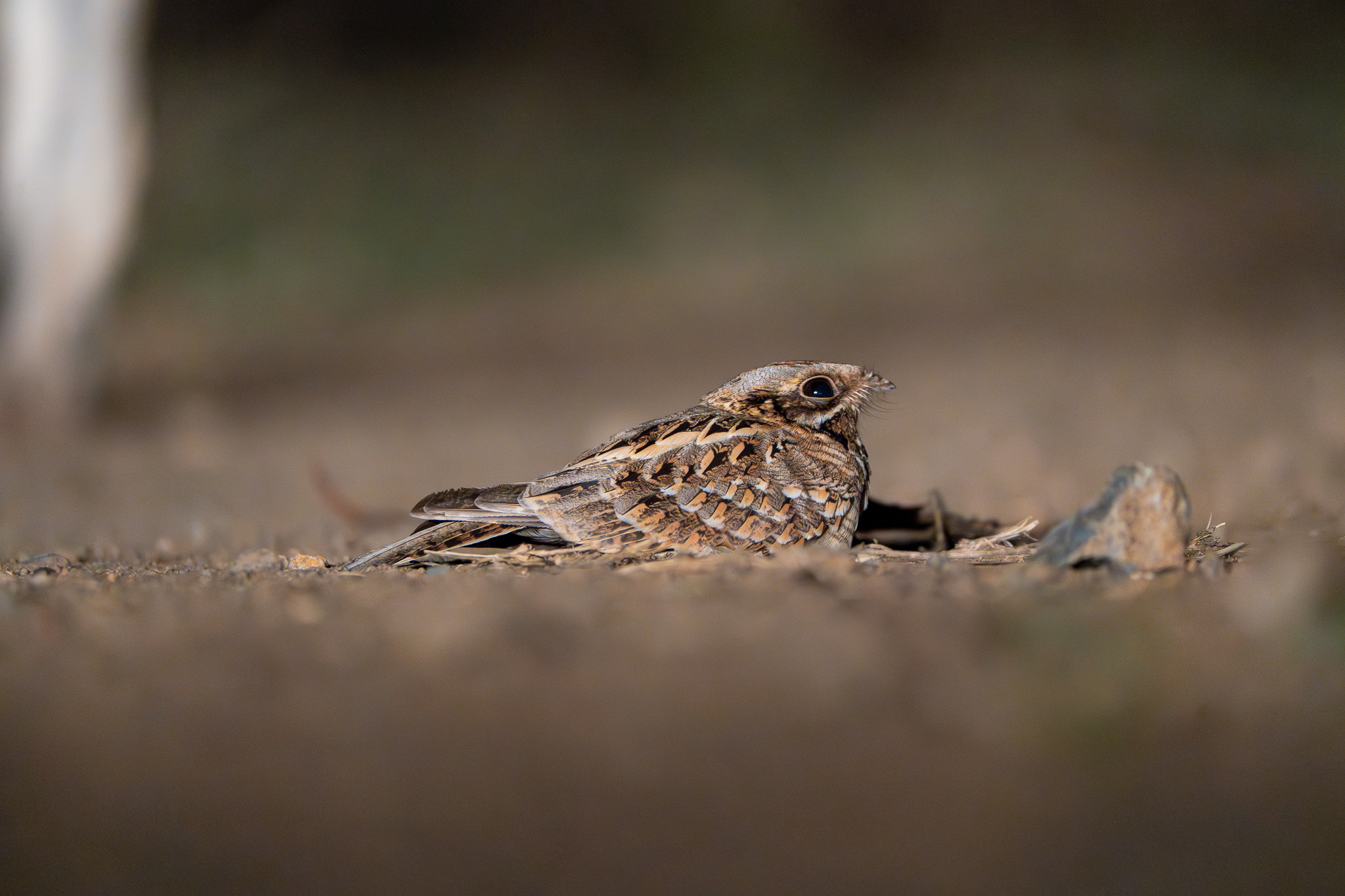 Indian Nightjar (Caprimulgus asiaticus), photo 7