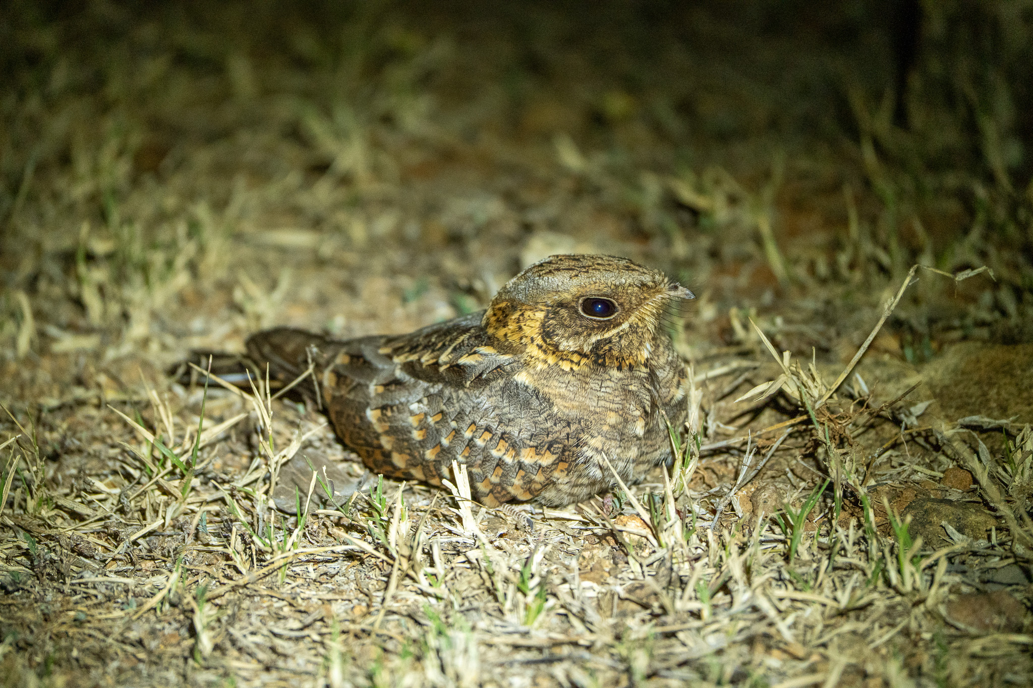 Indian Nightjar (Caprimulgus asiaticus), photo 6