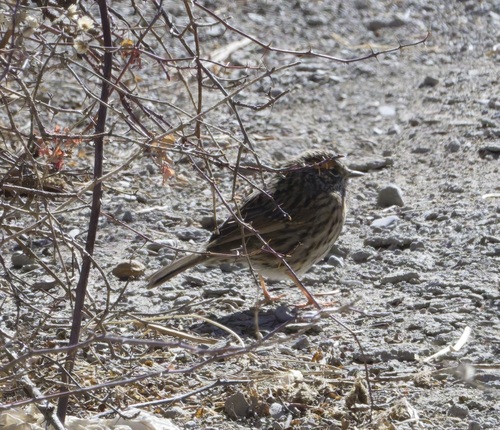 Rufous-breasted Accentor