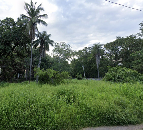 Coyol (Acrocomia aculeata)