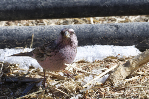 Himalayan Beautiful Rosefinch