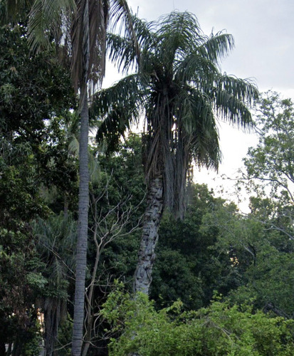 Coyol (Acrocomia aculeata)