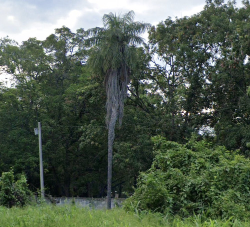 Macaw palm (Acrocomia aculeata)