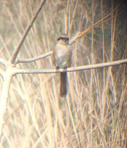Brown Shrike
