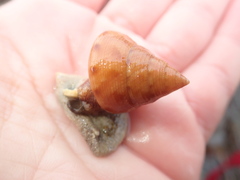Calliostoma gloriosum