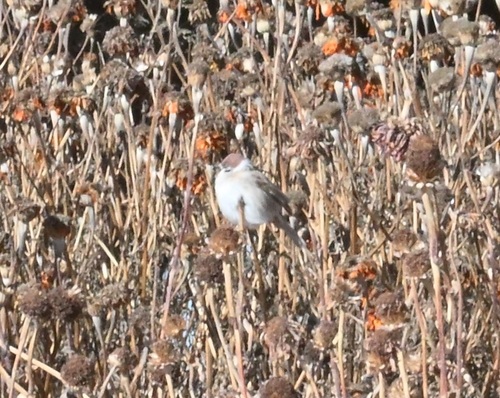 Eurasian Tree Sparrow